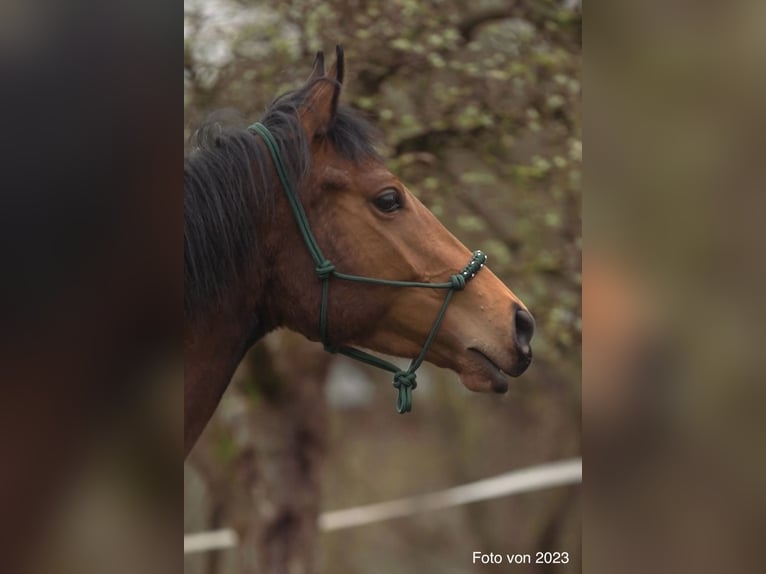 Englisches Vollblut Stute 5 Jahre 158 cm Brauner in Steinh&#xF6;fel