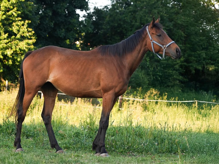 Englisches Vollblut Stute 5 Jahre 158 cm Brauner in Steinh&#xF6;fel