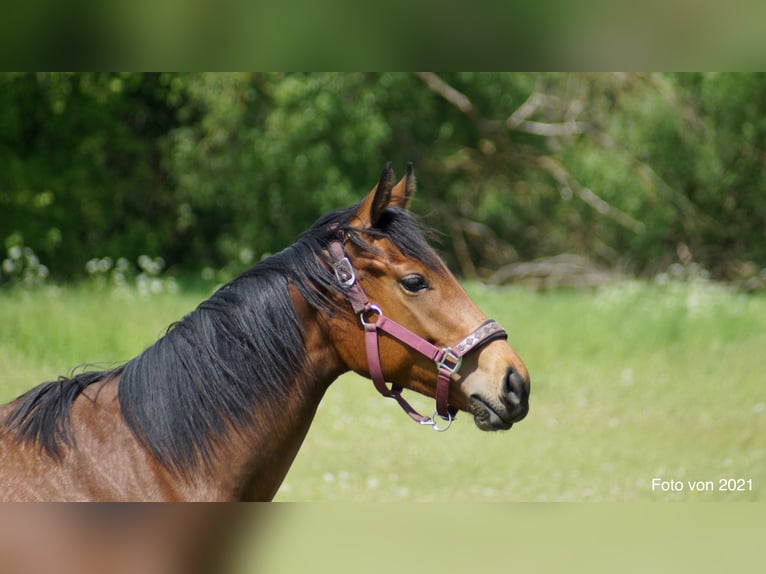 Englisches Vollblut Stute 5 Jahre 158 cm Brauner in Steinh&#xF6;fel