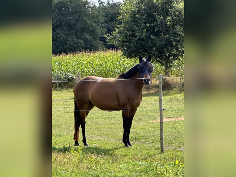 Englisches Vollblut Stute 5 Jahre 160 cm Brauner in Papenburg