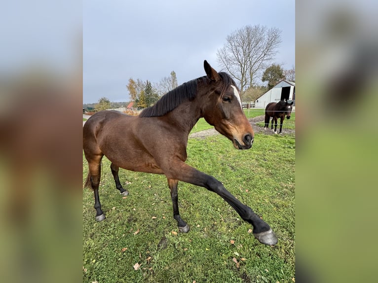 Englisches Vollblut Stute 5 Jahre 160 cm Brauner in Papenburg