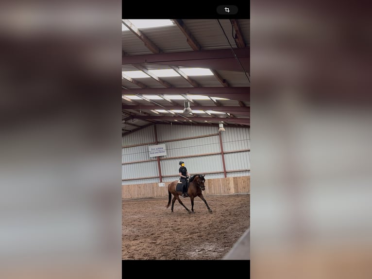 Englisches Vollblut Stute 5 Jahre 160 cm Brauner in Papenburg