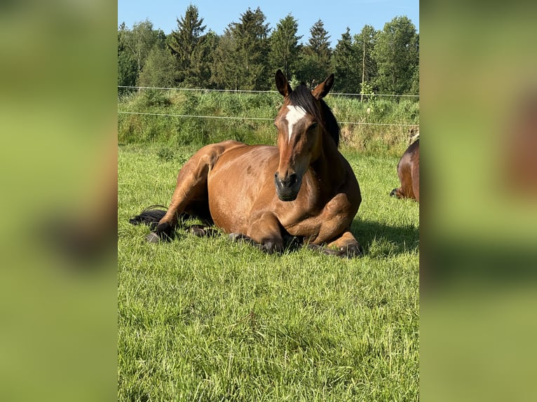 Englisches Vollblut Stute 5 Jahre 160 cm Brauner in Papenburg