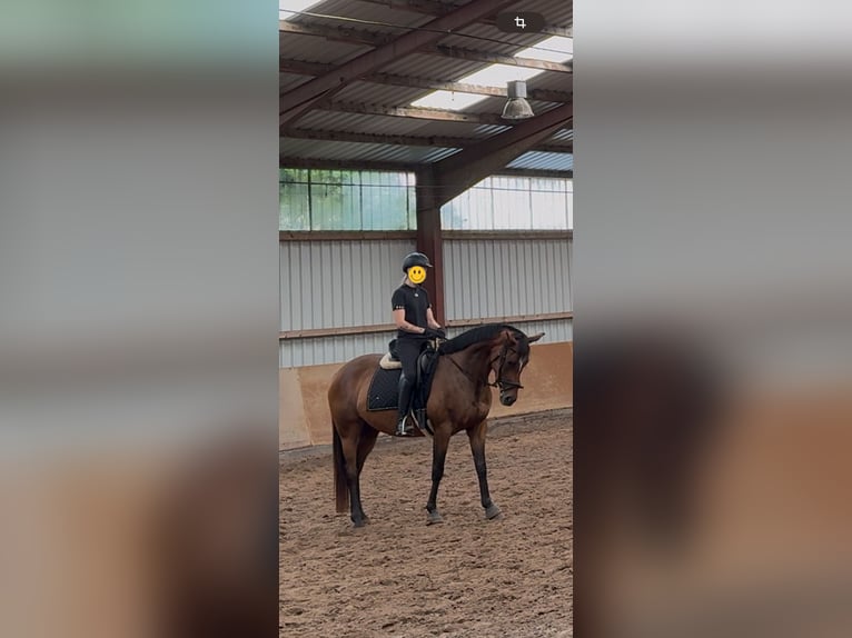 Englisches Vollblut Stute 5 Jahre 160 cm Brauner in Papenburg
