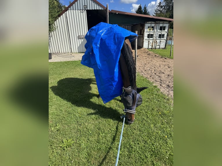 Englisches Vollblut Stute 5 Jahre 160 cm Brauner in Papenburg