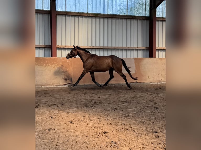 Englisches Vollblut Stute 5 Jahre 160 cm Brauner in Papenburg