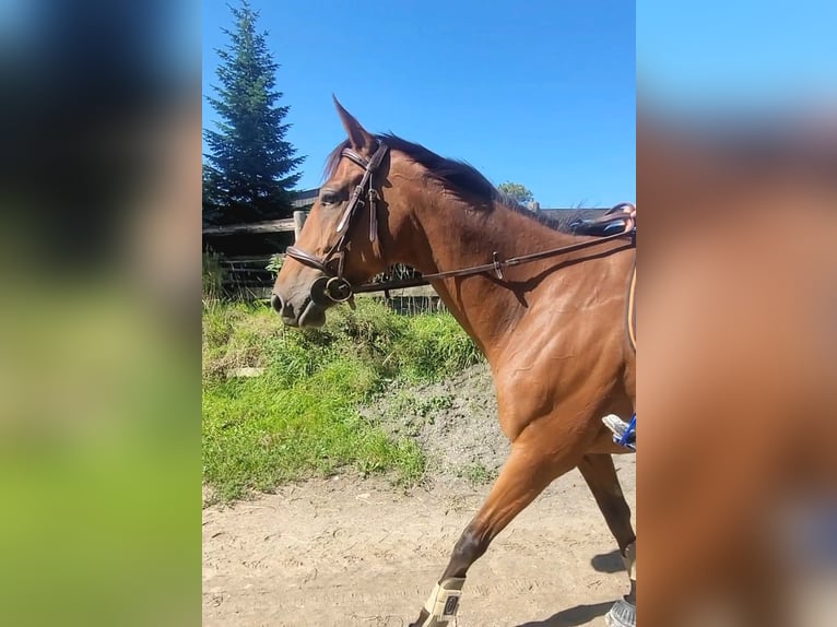 Englisches Vollblut Stute 5 Jahre 160 cm Brauner in Montivilliers