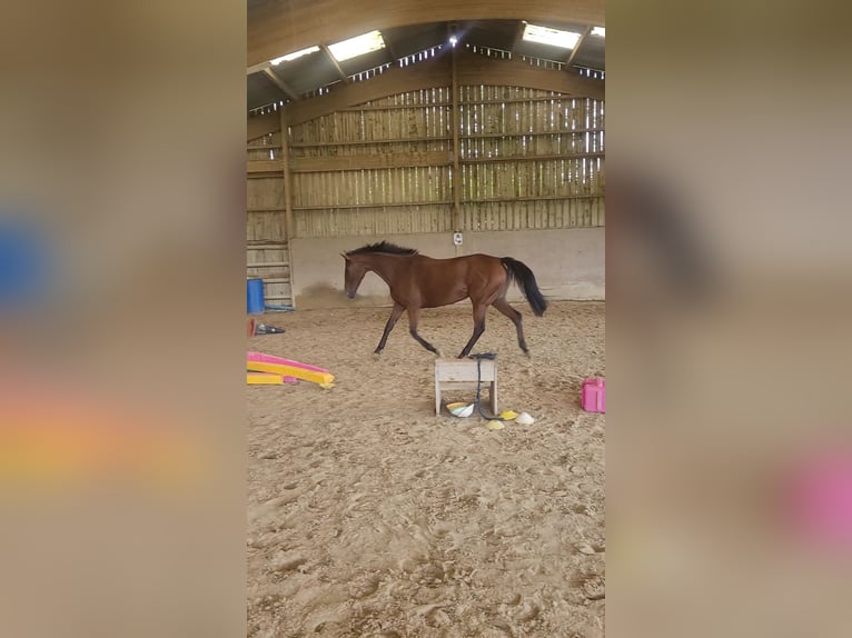 Englisches Vollblut Stute 5 Jahre 160 cm Brauner in Montivilliers