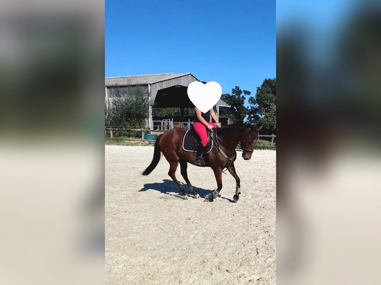 Englisches Vollblut Stute 5 Jahre 160 cm Brauner in Montivilliers