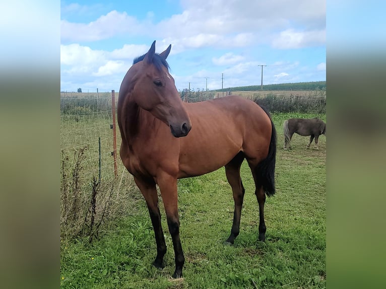 Englisches Vollblut Stute 5 Jahre 160 cm Brauner in Montivilliers