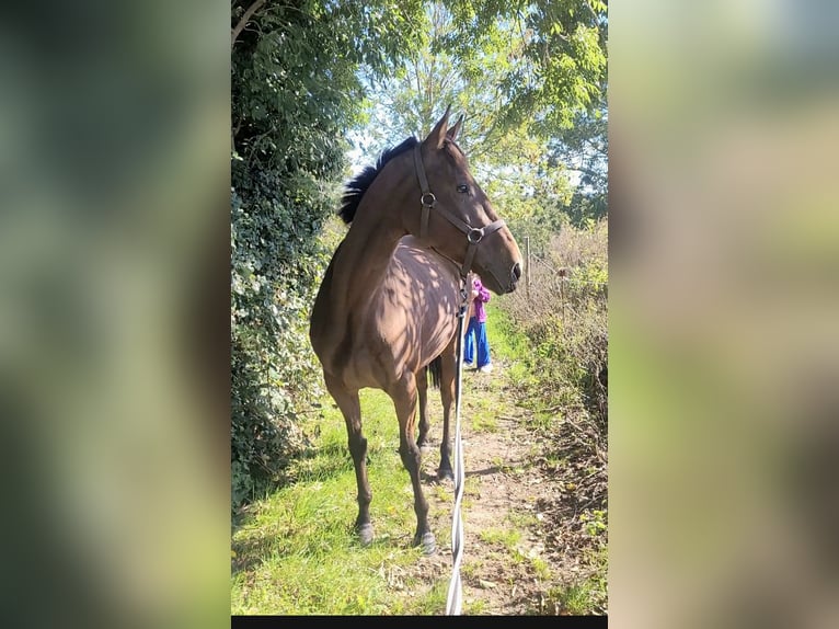 Englisches Vollblut Stute 5 Jahre 160 cm Brauner in Montivilliers