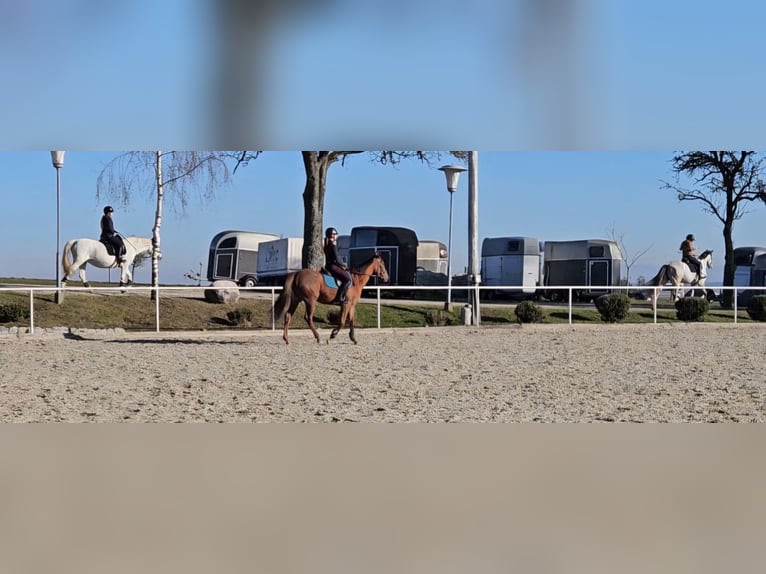 Englisches Vollblut Stute 5 Jahre 160 cm Fuchs in Kirchberg-Thening