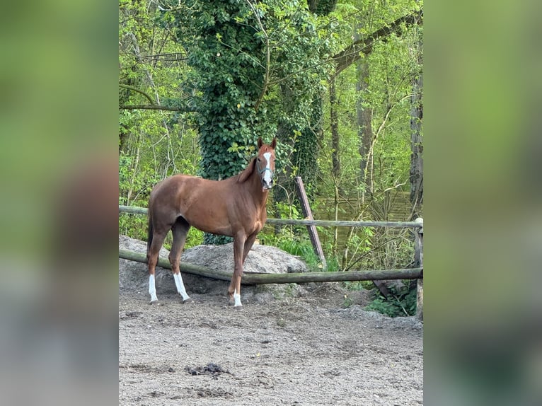 Englisches Vollblut Stute 5 Jahre 160 cm Fuchs in Hamburg Lemsahl-MellingstedtHamburg