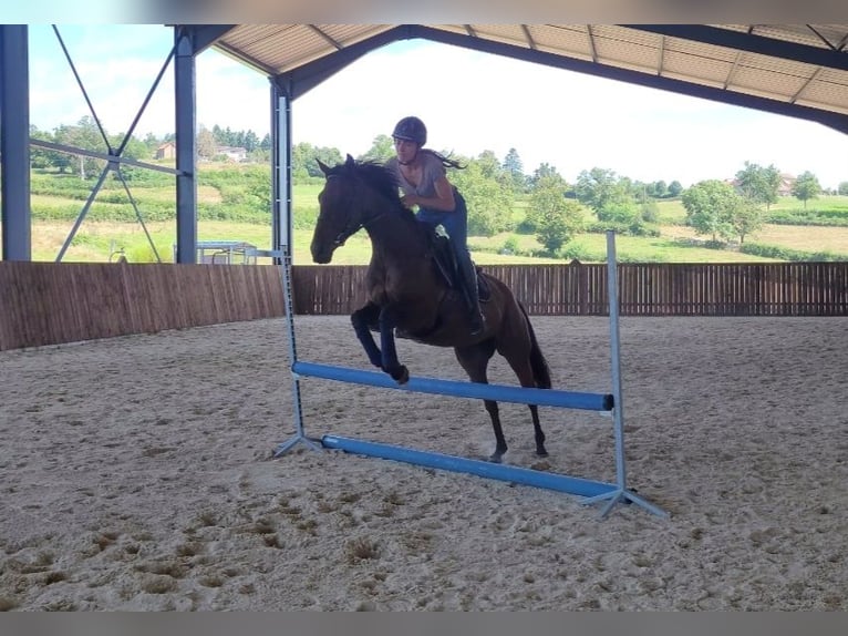 Englisches Vollblut Stute 5 Jahre 160 cm in Trivy