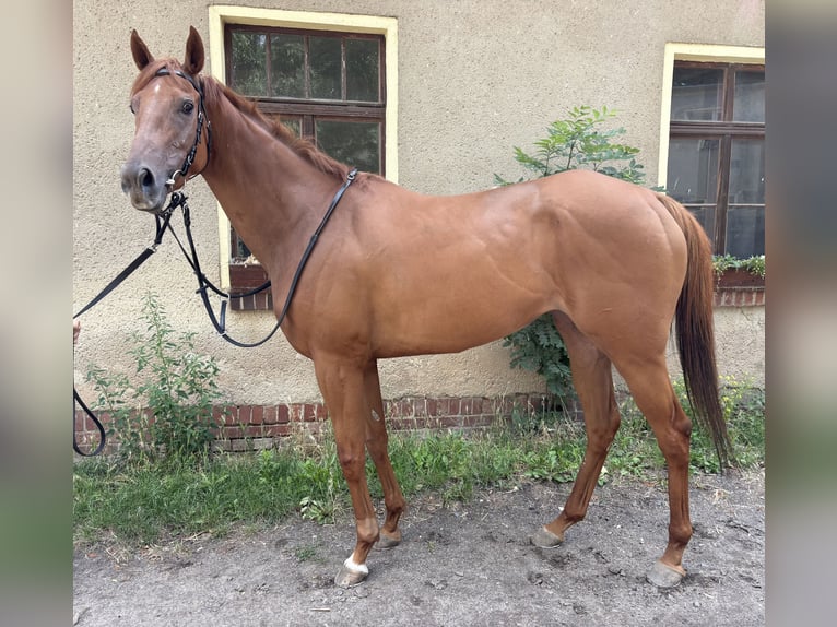 Englisches Vollblut Stute 5 Jahre 161 cm Fuchs in Leipzig