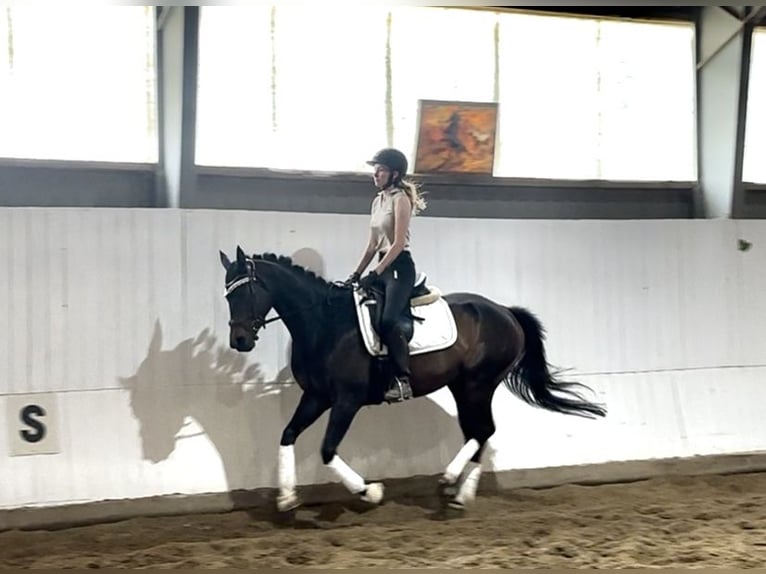 Englisches Vollblut Stute 5 Jahre 163 cm Brauner in Berlin