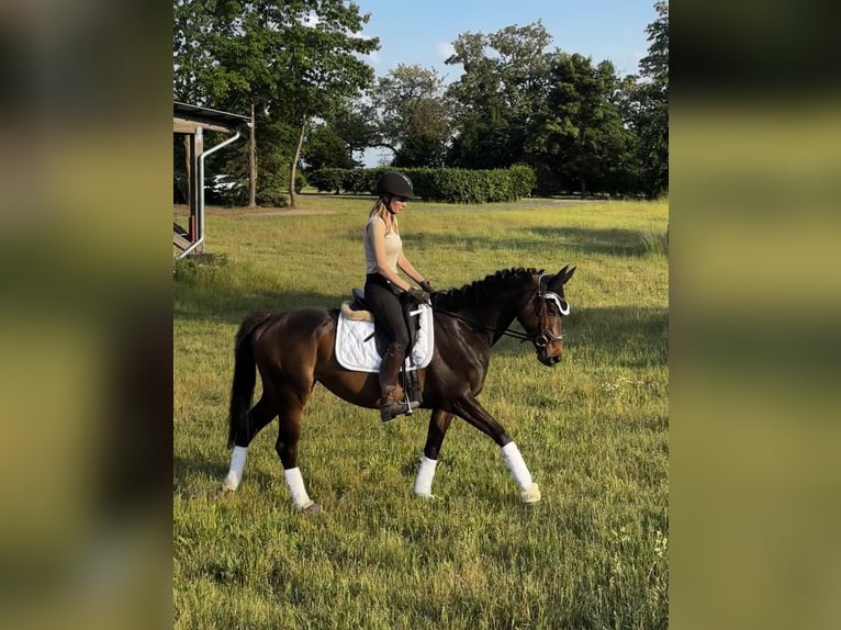 Englisches Vollblut Stute 5 Jahre 163 cm Brauner in Berlin