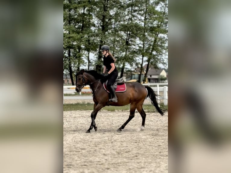 Englisches Vollblut Stute 5 Jahre 163 cm Brauner in Brynica