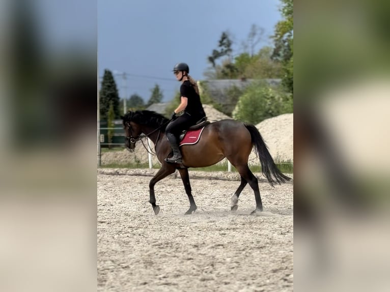 Englisches Vollblut Stute 5 Jahre 163 cm Brauner in Brynica