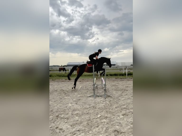 Englisches Vollblut Stute 5 Jahre 163 cm Brauner in Brynica