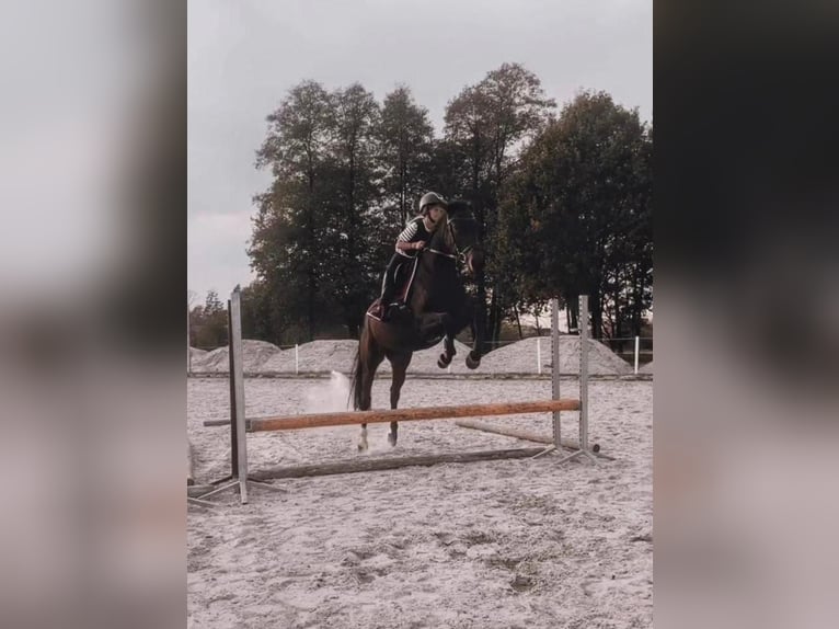 Englisches Vollblut Stute 5 Jahre 163 cm Brauner in Brynica