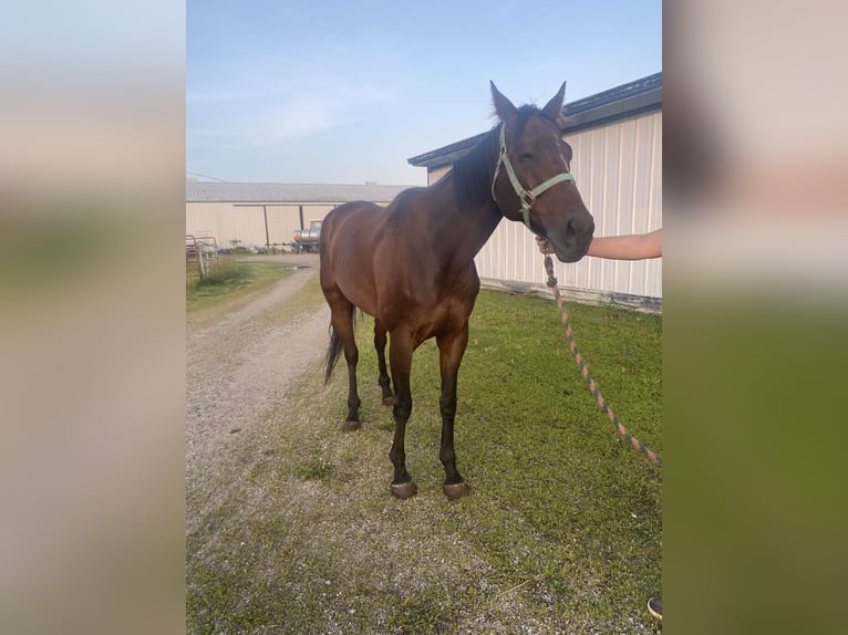 Englisches Vollblut Stute 5 Jahre 163 cm Dunkelbrauner in Grover Hill