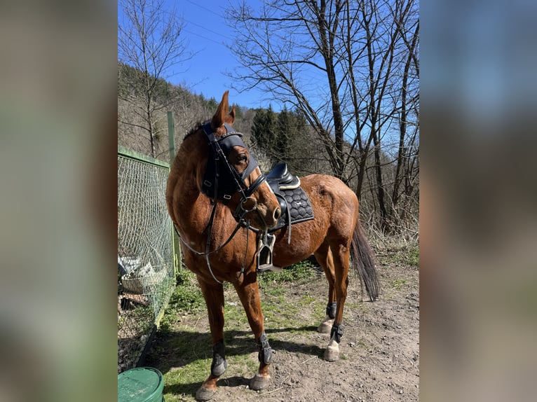 Englisches Vollblut Stute 5 Jahre 163 cm Fuchs in Hinterweidenthal