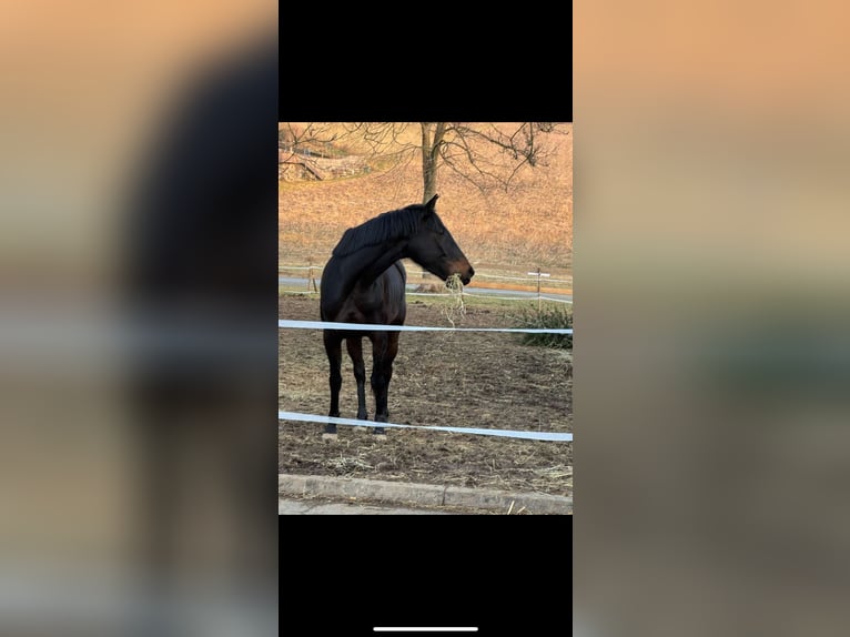 Englisches Vollblut Stute 5 Jahre 163 cm Schwarzbrauner in Feldbach