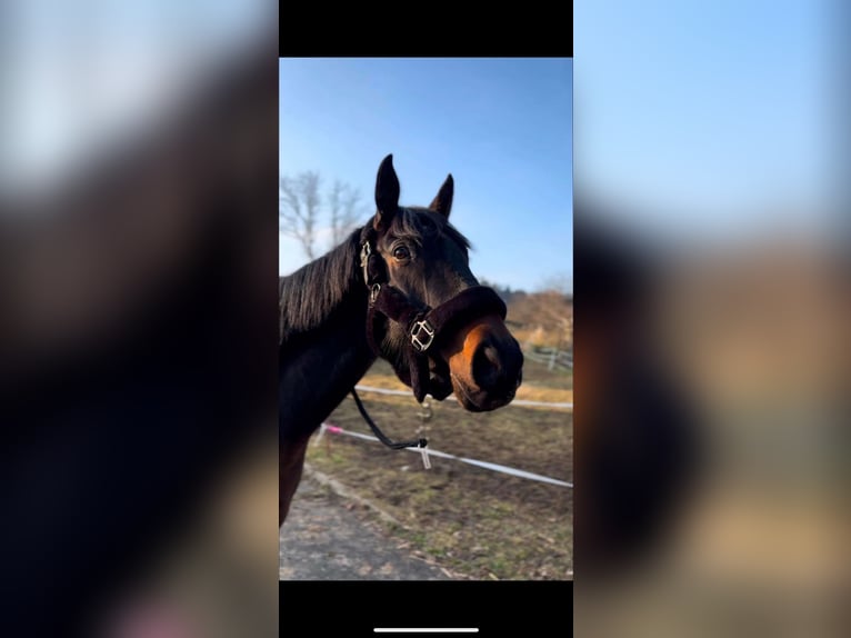 Englisches Vollblut Stute 5 Jahre 163 cm Schwarzbrauner in Feldbach