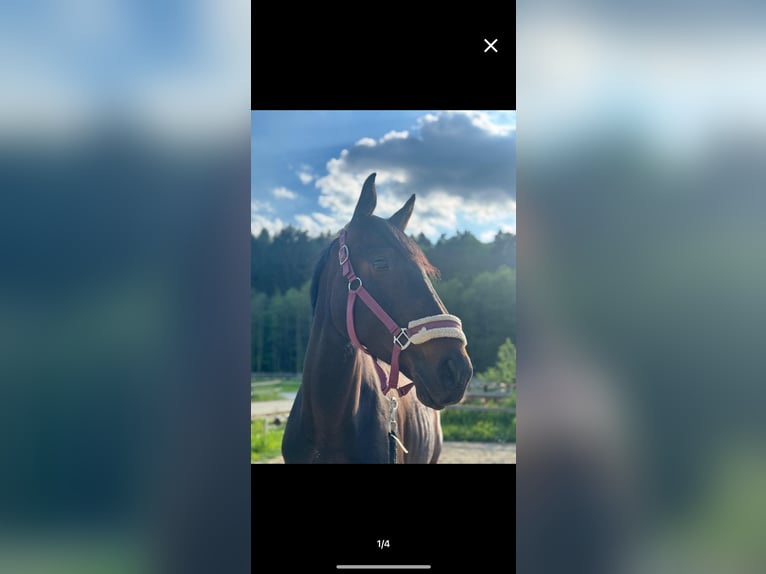 Englisches Vollblut Stute 5 Jahre 163 cm Schwarzbrauner in Feldbach