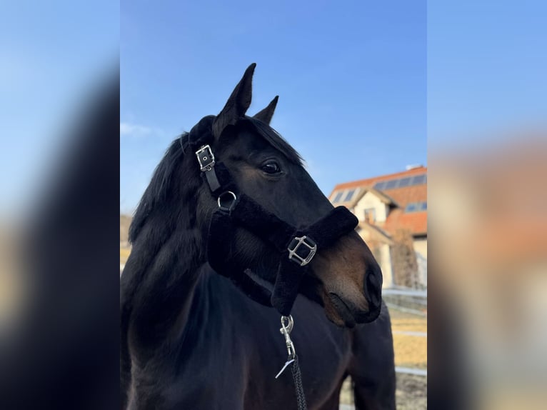 Englisches Vollblut Stute 5 Jahre 163 cm Schwarzbrauner in Feldbach