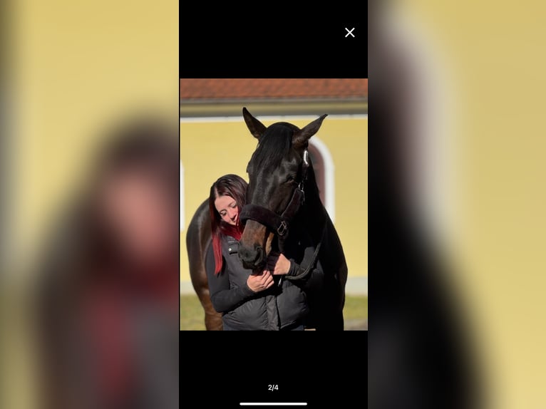 Englisches Vollblut Stute 5 Jahre 163 cm Schwarzbrauner in Feldbach
