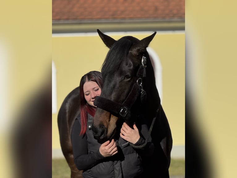 Englisches Vollblut Stute 5 Jahre 163 cm Schwarzbrauner in Krennach