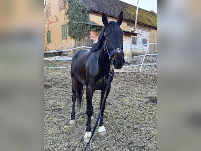 Englisches Vollblut Stute 5 Jahre 163 cm Schwarzbrauner in Krennach