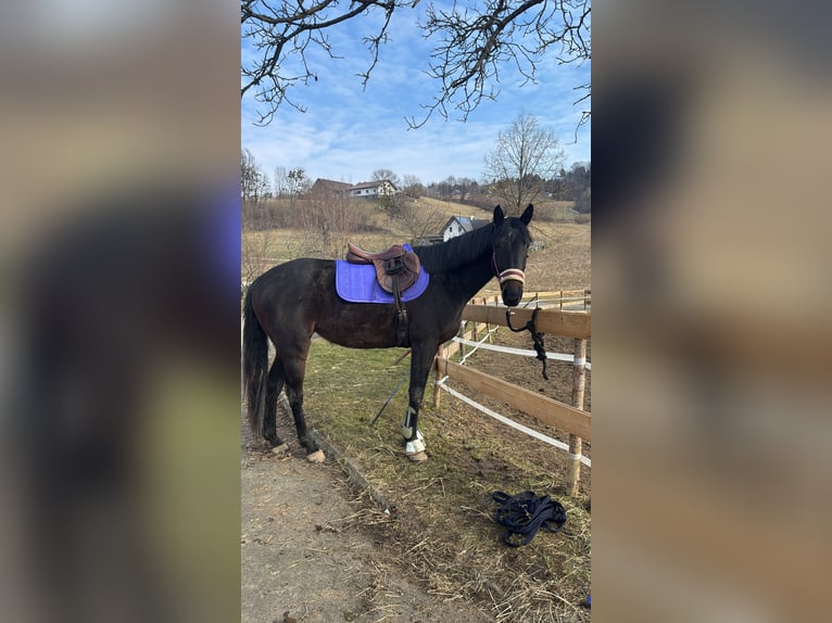 Englisches Vollblut Stute 5 Jahre 163 cm Schwarzbrauner in Krennach