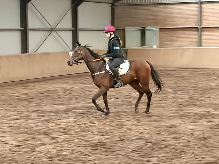 Englisches Vollblut Stute 5 Jahre 164 cm Brauner in Groeningen