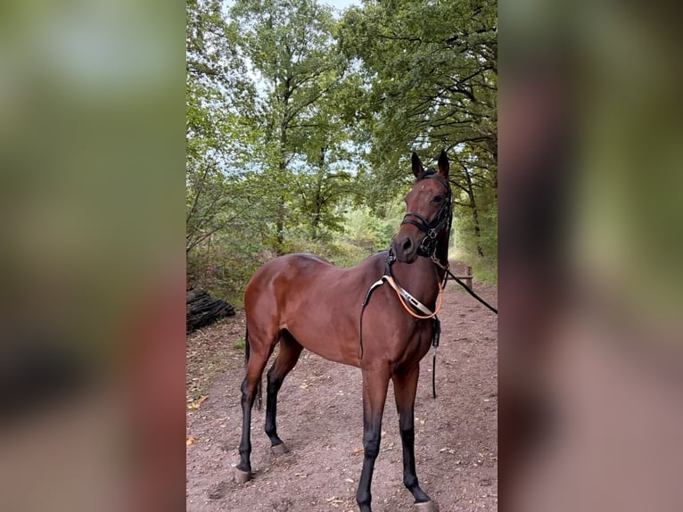Englisches Vollblut Stute 5 Jahre 164 cm Brauner in Groeningen