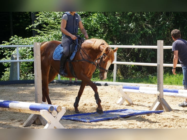 Englisches Vollblut Stute 5 Jahre 164 cm Fuchs in EugenbachEugendorf