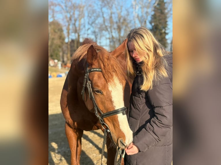 Englisches Vollblut Stute 5 Jahre 164 cm Fuchs in EugenbachEugendorf