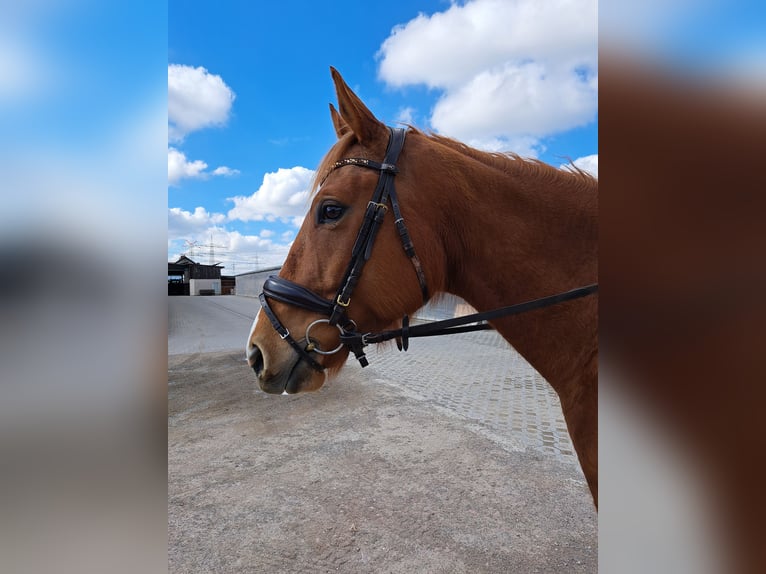 Englisches Vollblut Stute 5 Jahre 164 cm Fuchs in Mannheim
