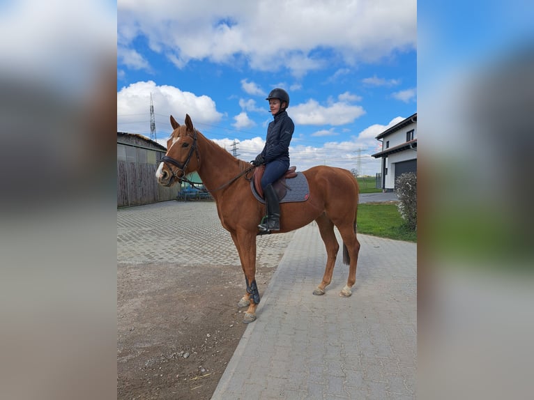 Englisches Vollblut Stute 5 Jahre 164 cm Fuchs in Mannheim