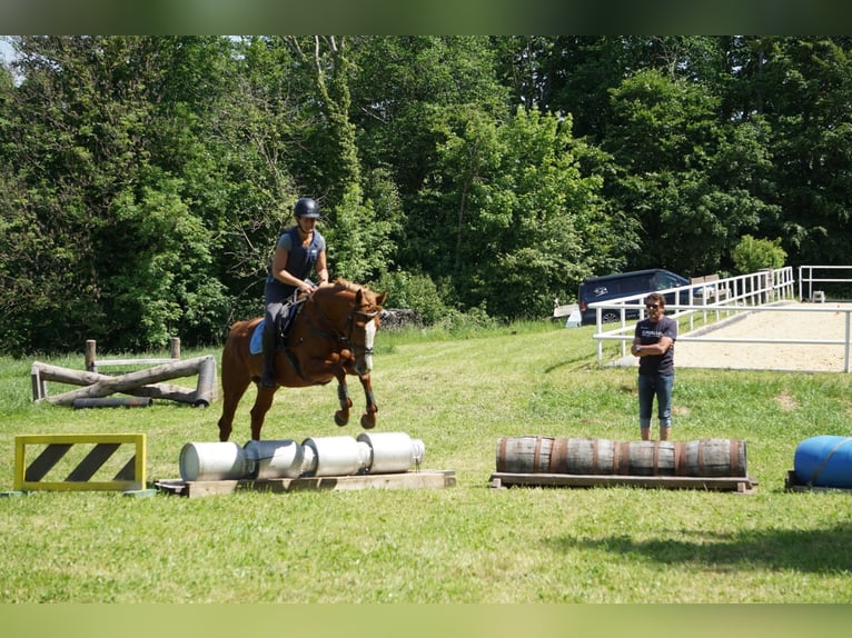 Englisches Vollblut Stute 5 Jahre 164 cm Fuchs in Eugendorf
