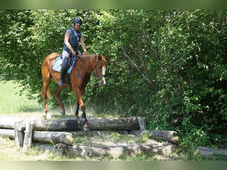 Englisches Vollblut Stute 5 Jahre 164 cm Fuchs in Eugendorf