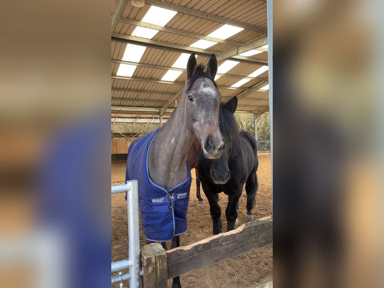 Englisches Vollblut Stute 5 Jahre 164 cm Schimmel in SAMMERON