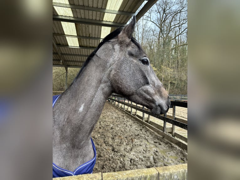 Englisches Vollblut Stute 5 Jahre 164 cm Schimmel in SAMMERON