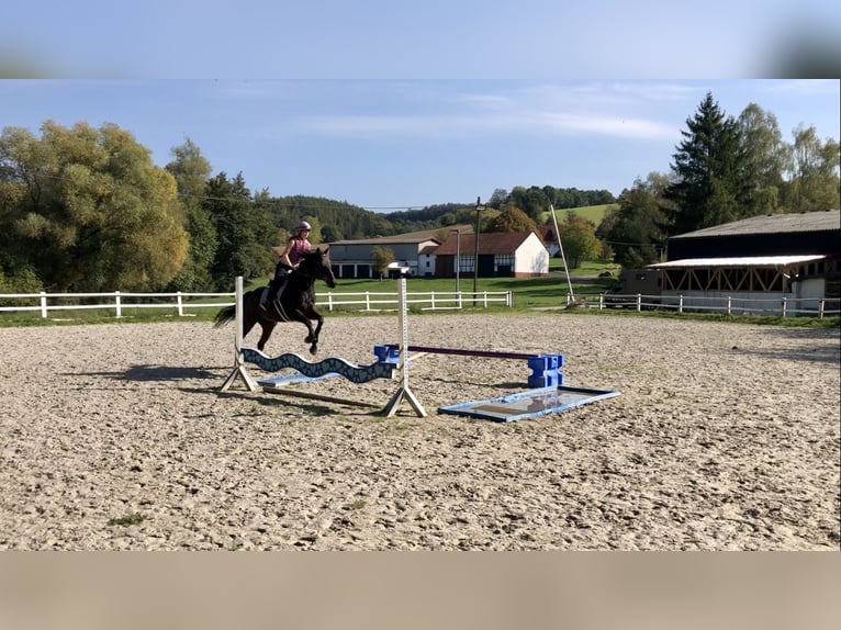 Englisches Vollblut Stute 5 Jahre 165 cm Brauner in Bebra