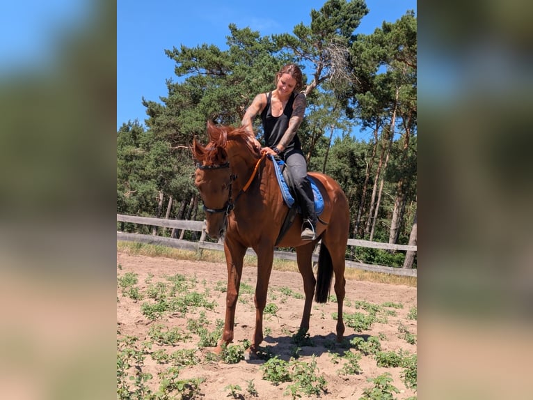 Englisches Vollblut Stute 5 Jahre 165 cm Fuchs in M&#xF6;ser