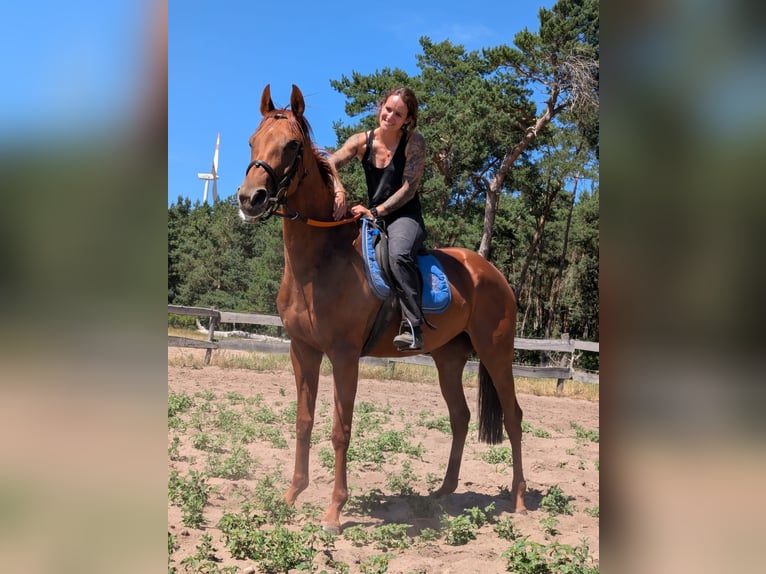 Englisches Vollblut Stute 5 Jahre 165 cm Fuchs in M&#xF6;ser