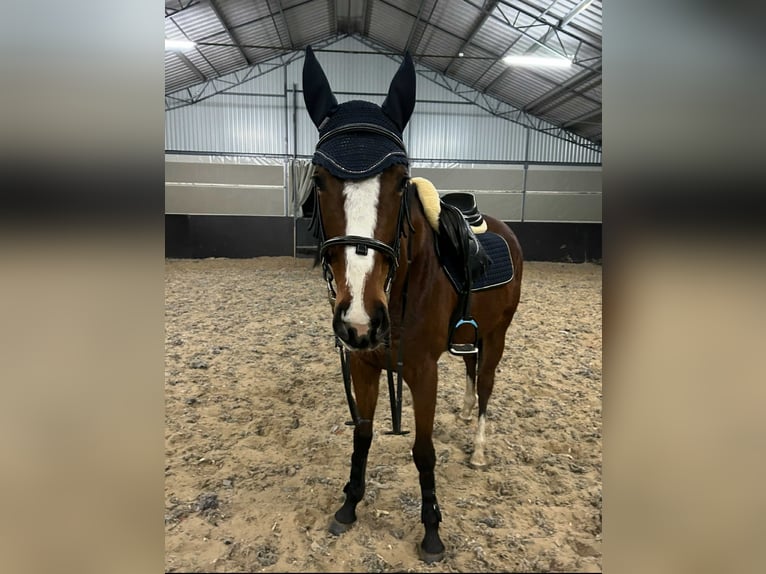 Englisches Vollblut Stute 5 Jahre 165 cm Rotbrauner in Siedlce
