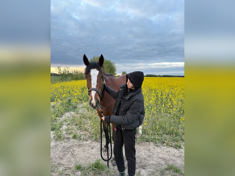 Englisches Vollblut Stute 5 Jahre 165 cm Rotbrauner in Siedlce